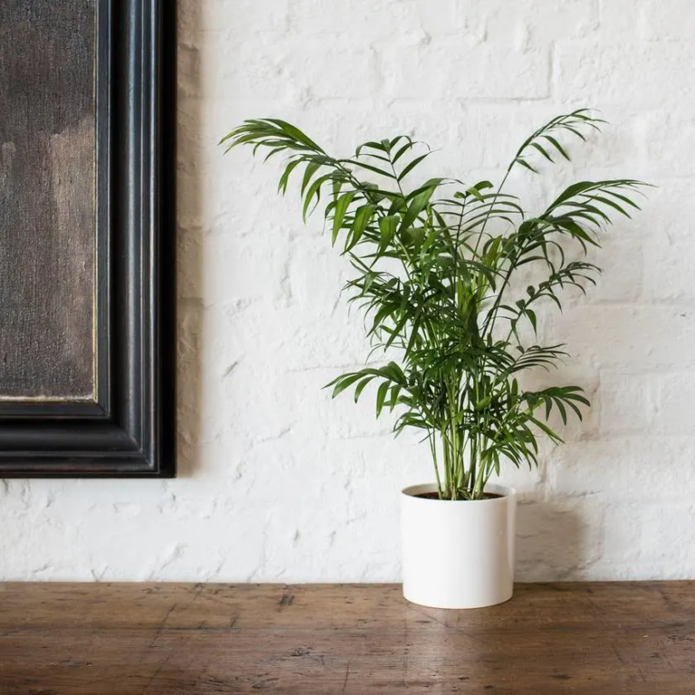 5 Indoor Plants