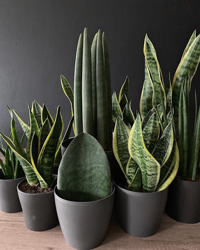 5 Indoor Plants
